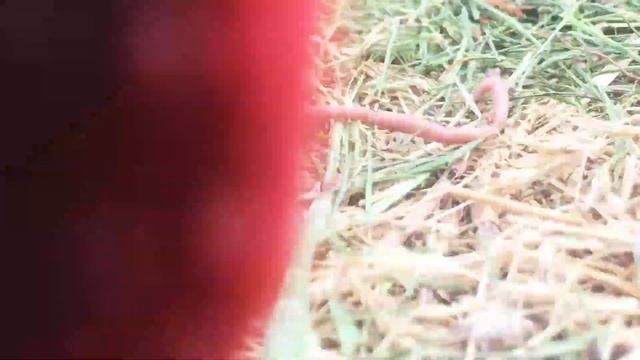 Что будет если разрезать червя пополам. Наглядно... смотреть онлайн