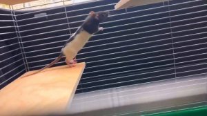 Покупка декоративных крыс | купила крысу | декоративные крысы