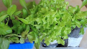 ПРОСТОЙ И НАДЕЖНЫЙ СПОСОБ БЫСТРО ВЫРАСТИТЬ РАССАДУ САЛАТА ! СУПЕР РЕЗУЛЬТАТ !