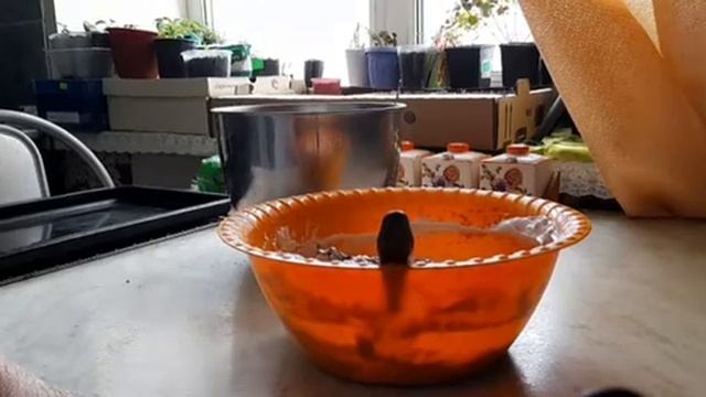 Шоколадно-творожный пирог.