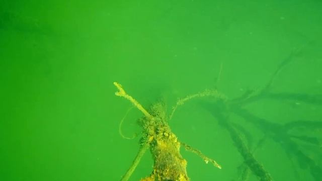 Икра рыбы в воде, белый чулок .Раки в корнях огромного дуба на дне. смотреть онлайн