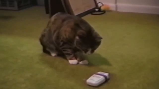 Почему коты боятся огурцов?Шок!!!