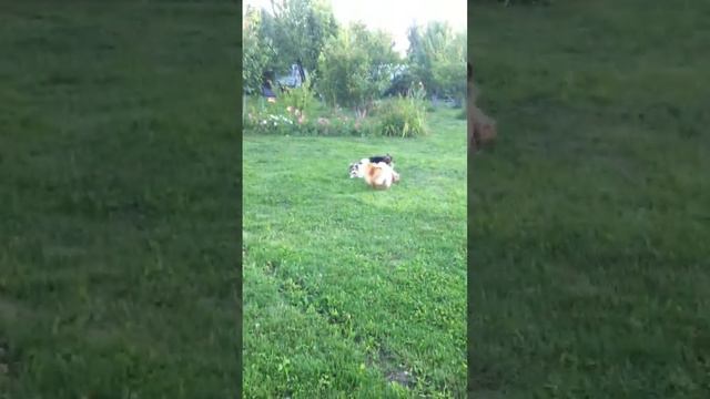 Питомник Шарман(йорки биверы шпицы) смотреть онлайн