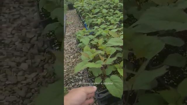 Актуальное наличие актинидий в группе Вконтакте или на сайте www.zberri.com смотреть онлайн