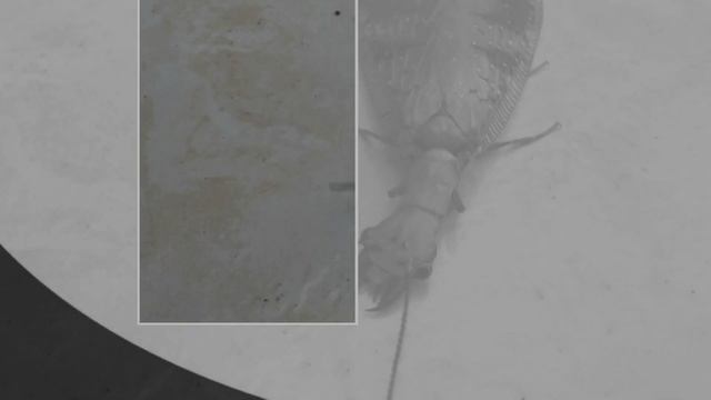 raro insecto Los coridálidos Corydalidae insecto que confunden con la machaca смотреть онлайн