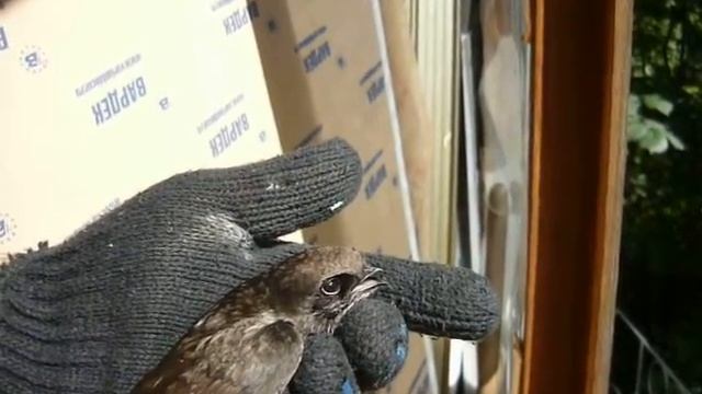 Стриж Подбит левый глаз Стрижу на солнце жарко смотреть онлайн