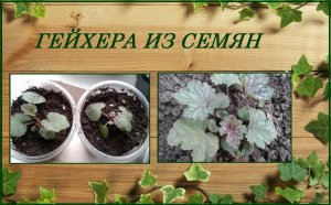 Гейхера выращивание из семян, уход, зимовка