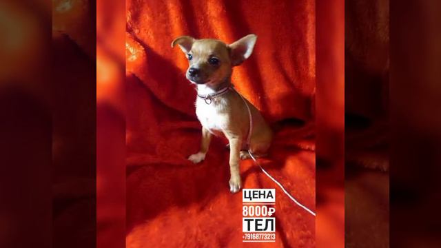 купить щенка в Москве недорогая 15.10.2022 смотреть онлайн