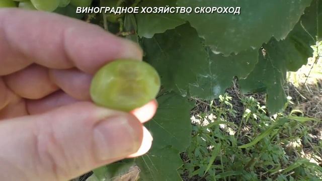 Как выглядит белая гниль на ягодах винограда смотреть онлайн