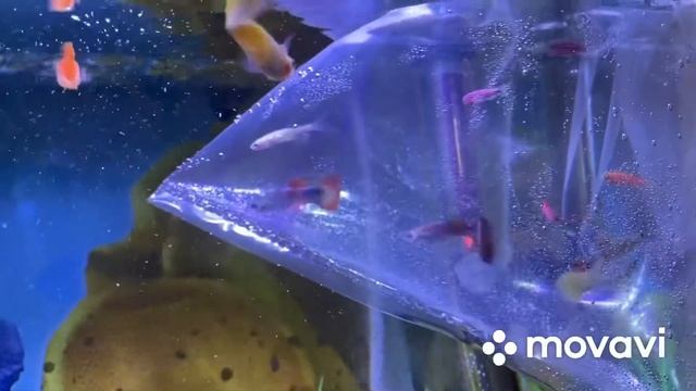 Гуппи и Данио в одном аквариуме смотреть онлайн