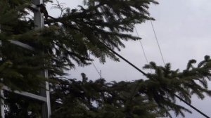 Спилить верхушку дерева не залезая на само дерево.