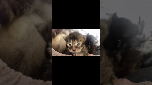 Когда котята открыли глазки 🥰😻 🐾 #lemigans #mainecoonkittens #babykittens #mainecoonbaby #мейнкун смотреть онлайн