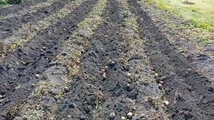 Копаем картофель мотоблоком Хопёр с окучником.