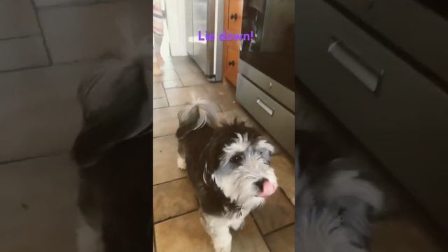 Dog Days: Tricks for Treats!🍬🐶(Day 16) смотреть онлайн