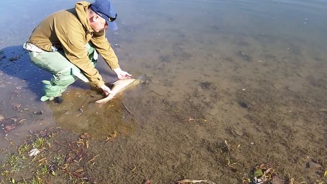 Рыбалка и Охота в ПМР http://rybolov-ohotnik.ucoz.ru Отпускаем усача... смотреть онлайн