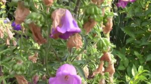 КОЛОКОЛЬЧИК СРЕДНИЙ. ГДЕ ЛУЧШЕ ПОСАДИТЬ!?