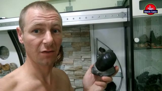 окаменелость (дичь) смотреть онлайн