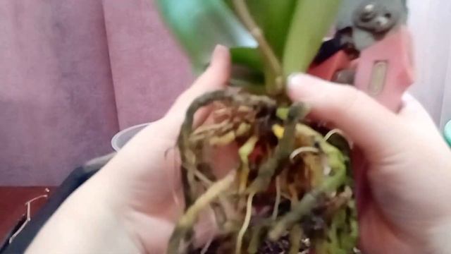 Как правильно пересадить орхидею в домашних условиях смотреть онлайн