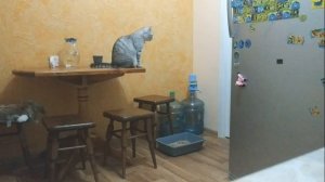 ШОТЛАНДСКИЙ КОТ РАЗГОВАРИВАЕТ И ЗОВЕТ ХОЗЯЙКУ ПО НОЧАМ / ГОВОРЯЩИЕ КОТЫ МЯУКАНЬЕ