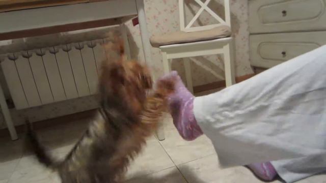 Вика играет на кухне смотреть онлайн