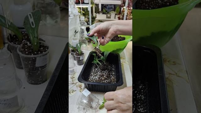 ПРИМУЛИНЫ🏵️🌸🌼Отделяю деток от листа. ☘️Пересадки. #комнатныерастения #примулины #растения #посадка смотреть онлайн