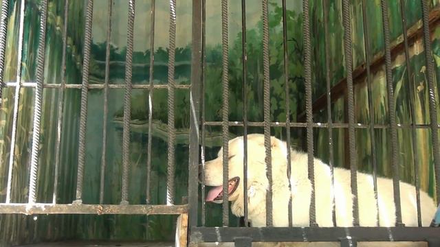 Кадамжайга 70 жаштагы Озбекстандык Мамажанов Турсунали балбан зоопарк алып келди Фаргана смотреть онлайн