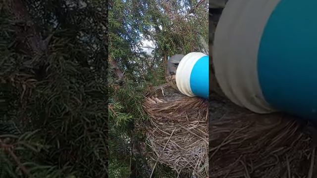 На даче кормлю птичек смотреть онлайн