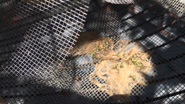 Tillandsia from seeds! смотреть онлайн