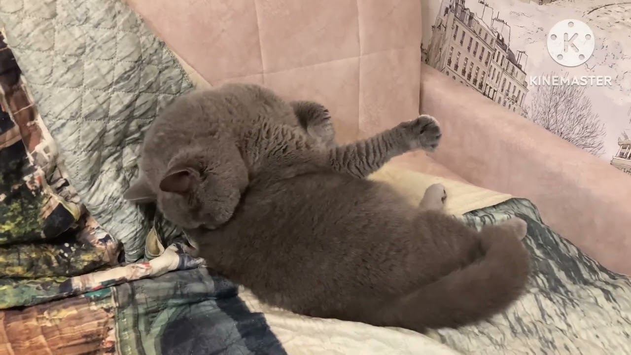 Кот Бакс видео смотреть онлайн