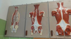 Анатомия 20.11.18 - Мышцы Спины