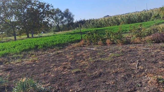 Как выглядит наш сад-огород в конце сентября. смотреть онлайн