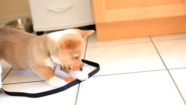 My little corgi Zoé! смотреть онлайн