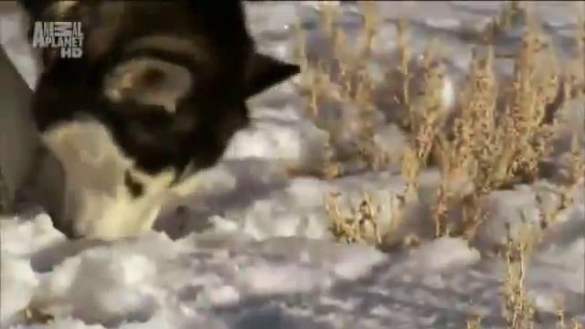 Описание Хаски.Сибирские Хаски. Породы собак смотреть онлайн