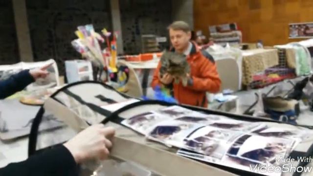 Выставка кошек 2016. Кременчуг смотреть онлайн