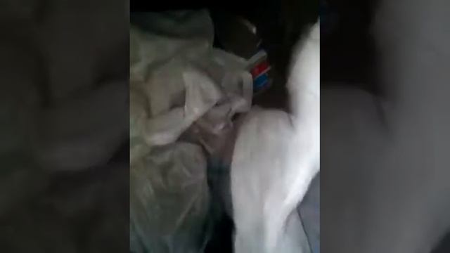 Запасы назиму для себя и для животных. смотреть онлайн