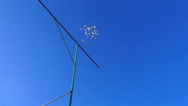 Голуби.Январь шепчет-возьми и полетай!!! смотреть онлайн