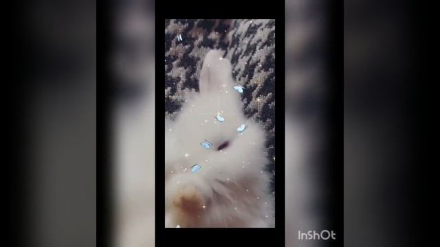 Карликовый декоративный кролик. Продажа карликовых крольчат. Какава красота смотреть онлайн