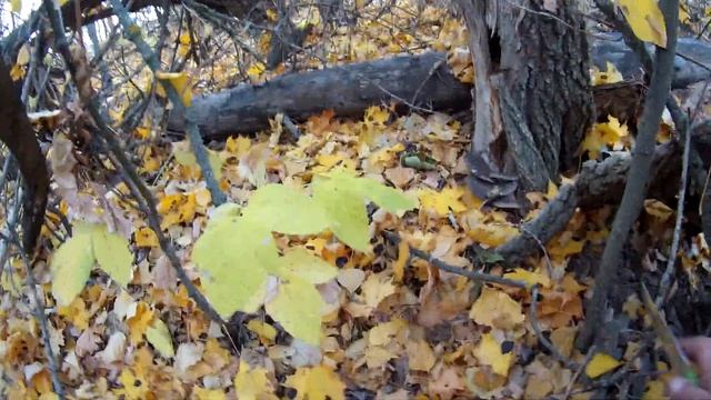 Грибы вешенки. смотреть онлайн