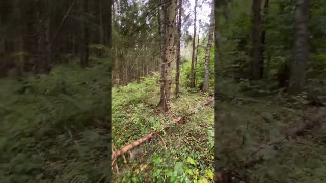 В Подмосковье пошли грибы. Набрали свинушек смотреть онлайн