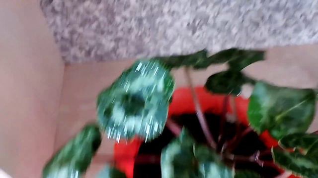 Цикламен🙄 или толстянка.Цикламен и толстянка уход в домашних условиях смотреть онлайн