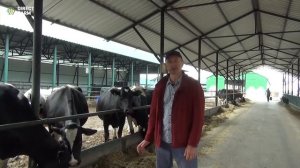 Особенности кормления сухостойных коров