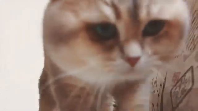 Beautiful cat смотреть онлайн