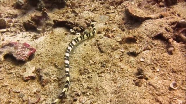 Diving With Ocean Divers Koh Lanta смотреть онлайн