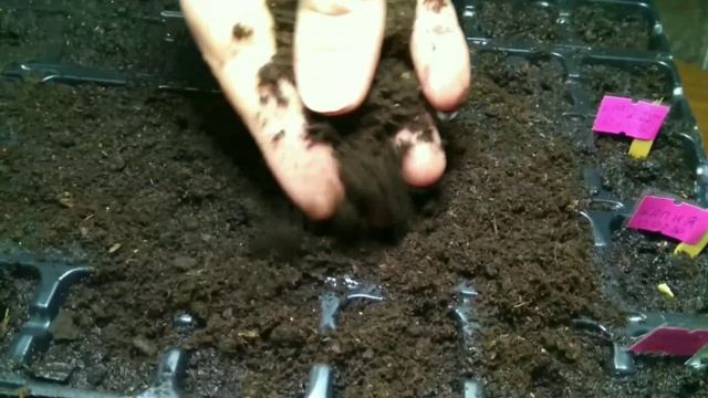 100% всхожесть семян сладкого болгарского перца купленного в супермаркете. 1 часть. смотреть онлайн