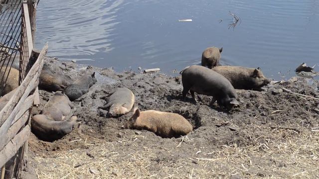 Хрю-хрю пляж смотреть онлайн