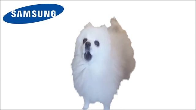Gabe the dog but famous phone ringtones смотреть онлайн