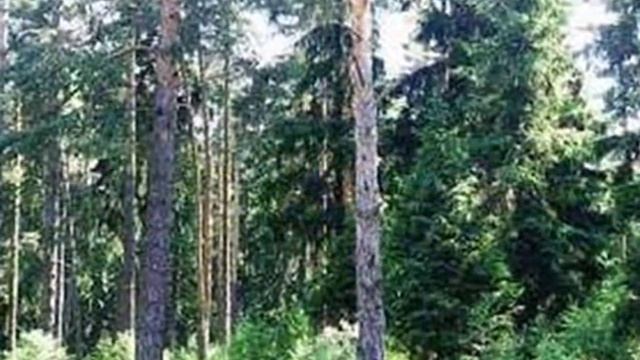 Поселок Кратово Московская область, Раменский район автор клипа Зоя Боур-Москаленко смотреть онлайн