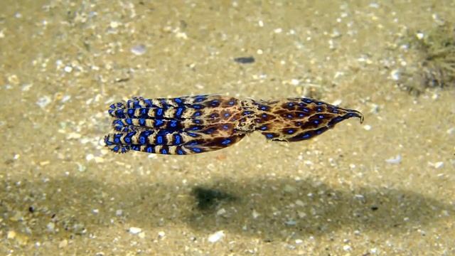 Топ 10 самых ядовитых животных мира смотреть онлайн