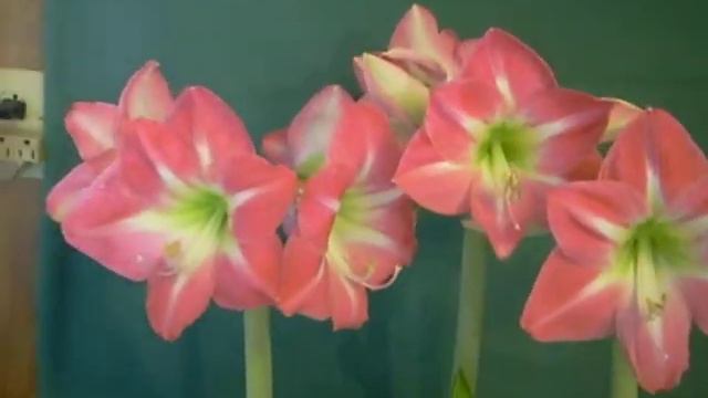 Exposure bouquet смотреть онлайн