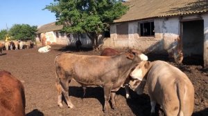 Выгодно ли держать бычков на мясо ? 7 месяц Откорма 10 06 2023г